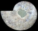Cut Ammonite Fossil (Half) - Agatized #60293-1